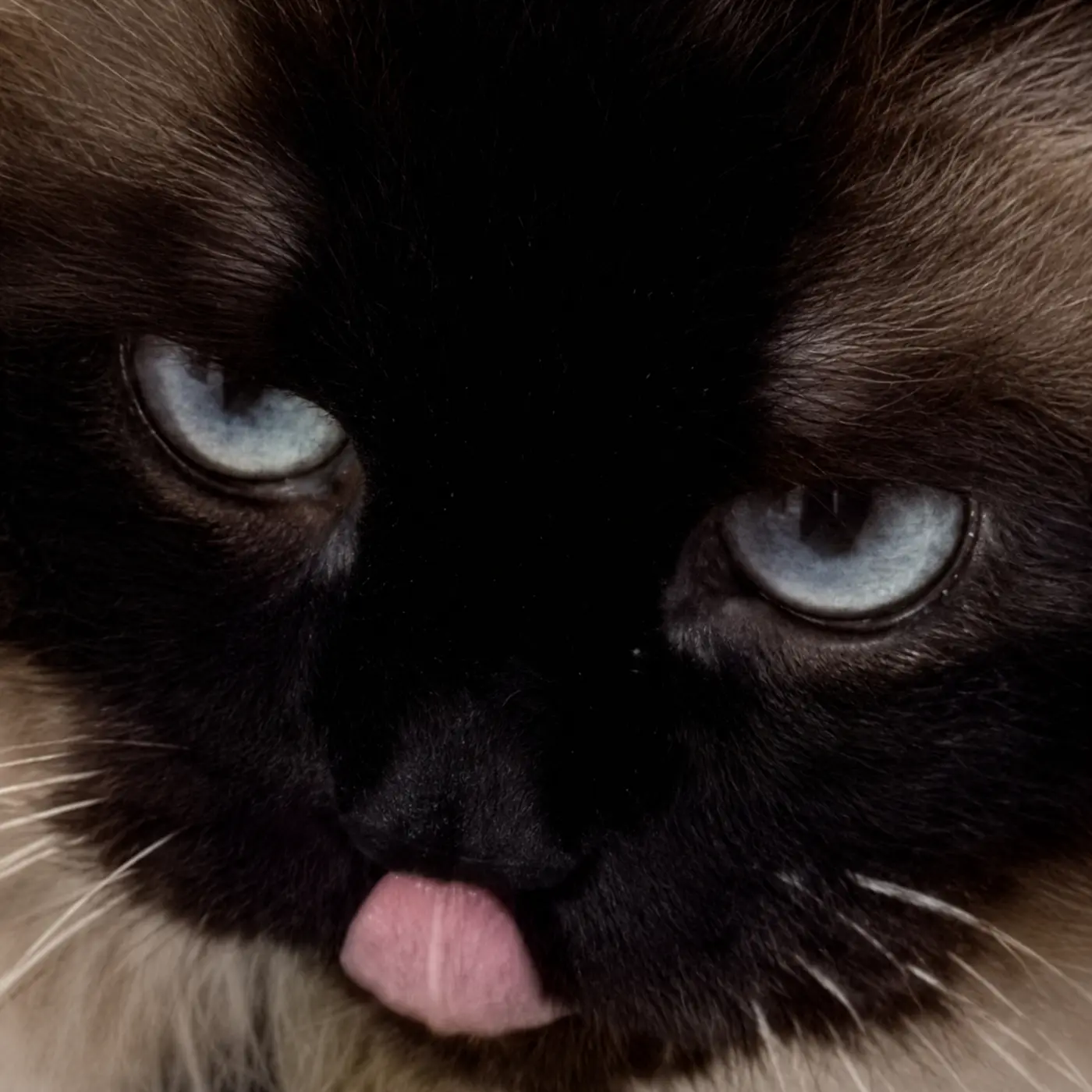 NYXEF's black cat profile picture